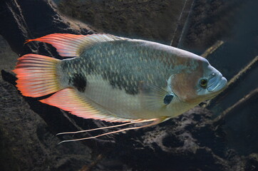 Giant gourami, Osphronemus goramy, Süsswasserfische