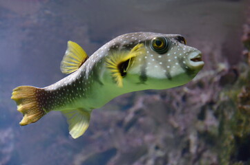 Ostracion cubicus, Boxfish