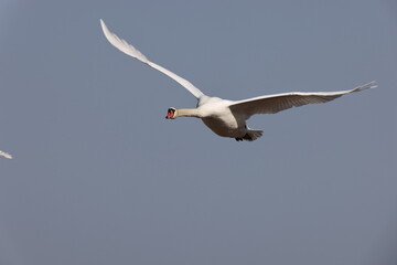 A mute swan (Cygnus olor) flying low above lake Federsee in Bad Buchau, Germany - obrazy, fototapety, plakaty