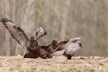 Myszolow zwyczajny Buteo buteo  © Robert