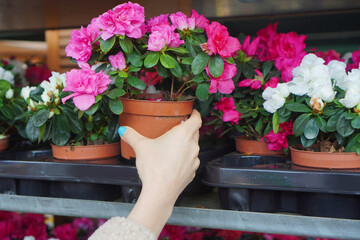 Spring potting and gardening background. Female hand taking a pink azalea flower from the shelf.