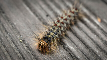 colorful hairy caterpillar