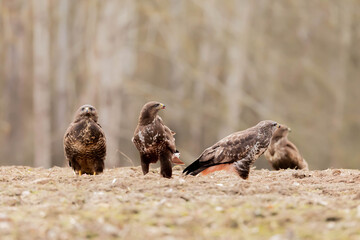 Myszolow zwyczajny Buteo buteo

