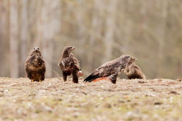 Myszolow zwyczajny Buteo buteo  © Robert