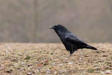 Kruk Corvus corax