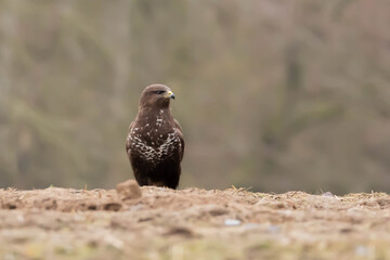 Myszolow zwyczajny Buteo buteo
