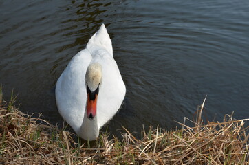 Schwan weiss