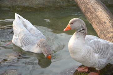 Gänse