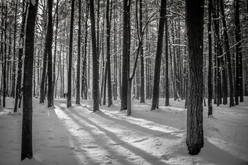 Snowy Pine Forest with Long Shadows in Latvia