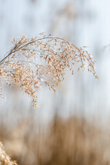 Yellow stalks of dried plant cane. Petrovaradin, Novi Sad, Vojvodina, Serbia.  