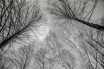 Looking up at Tall Trees in a Northern European Forest