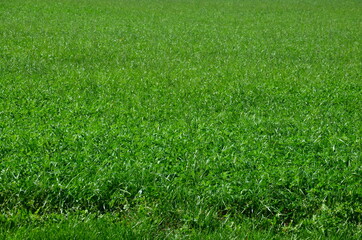 Gras, Feld