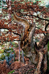 Dead tree in the rocher Canon area. fontainebleau forest