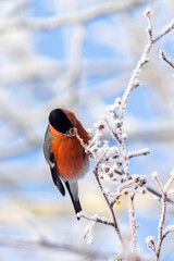 Beautiful birds in winter on a tree branch against the background of the sky.