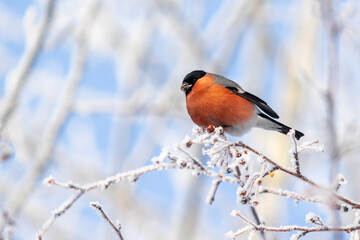 Beautiful birds in winter on a tree branch against the background of the sky.