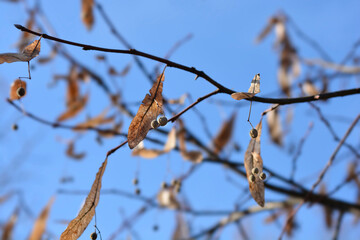 Small-leaved lime