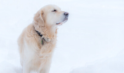 White Golden Retriever in Snow Covered Forest in Northern Europe