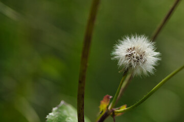 Dandelion plant in the foreground.