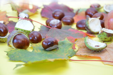 Rosskastanien, Kastanien, Dekoration, Herbst