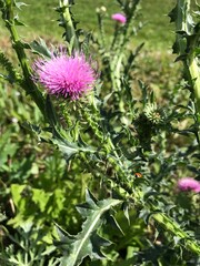 flower, nature, plant, thistle, purple, green, flora, pink, summer, macro, spring, bloom, blossom, garden, flowers, wild, clover, close-up, closeup, natural, weed, red, meadow, floral, wildflower