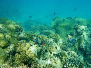 Lippfische, Thalassoma Rueppellii,Korallenriff am Roten Meer

