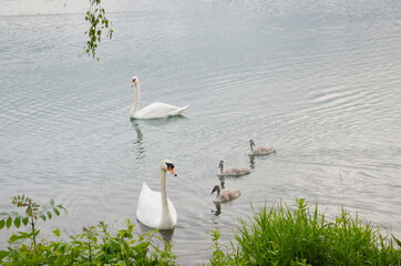 Schwanenfamilie