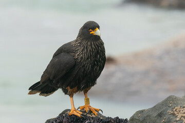 The Striated caracara (Phalcoboenus australis)