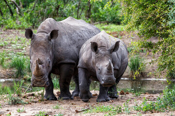 Naklejka premium Baby and mother white rhinoceros looking around in Sabi Sands Game Reserve in the Greater Kruger Region in South Africa