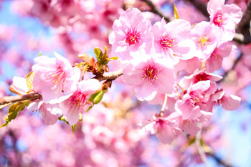 Obraz premium 桜 サクラ 花 満開 美しい 花びら ピンク 花見 青空 入学 卒業 美しい きれい 