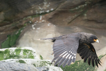 The Striated caracara (Phalcoboenus australis)