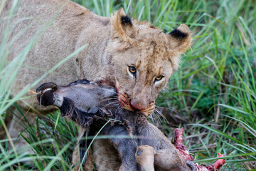 Lion eating a prey in Nambiti Game Reserve near Ladysmith in South Africa