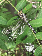 dragonfly, insect, nature, green, macro, wings, fly, animal, bug, leaf, wildlife, summer, wing, insects, dragon, close-up, wild, closeup, plant, damselfly, flying