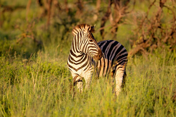 Fototapeta na wymiar Zebra walking around in Nambiti Game Reserve near Ladysmith in South Africa