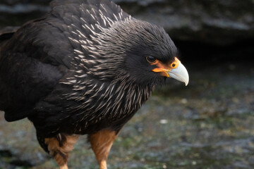 The Striated caracara (Phalcoboenus australis)