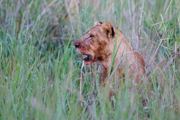Lion eating a prey in Nambiti Game Reserve near Ladysmith in South Africa