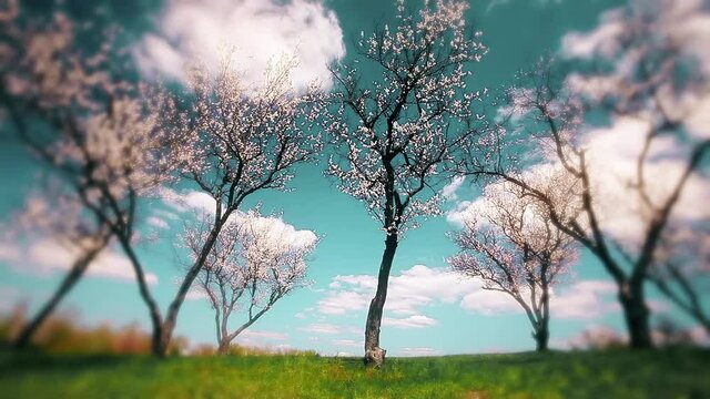 spring landscape. blooming gardens. timelapse.