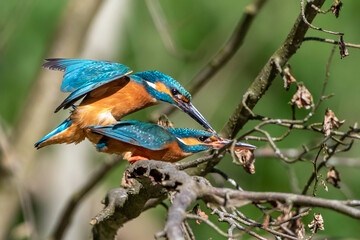 Eisvögel (Alcedo atthis) bei der Paarung