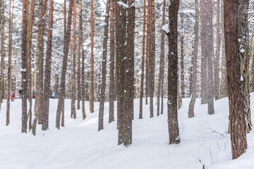 Snowy Pine Forest with Long Shadows in Latvia
