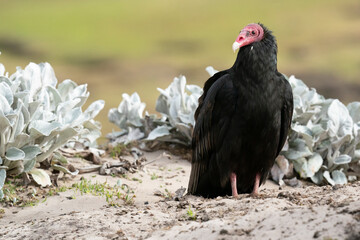 The Turkey vulture (Cathartes aura)