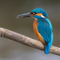 Fototapeta premium Eisvogel (Alcedo atthis) Männchen