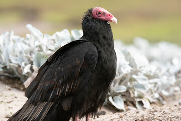 The Turkey vulture (Cathartes aura)