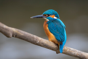 Eisvogel (Alcedo atthis) Männchen