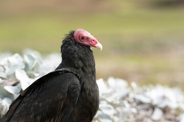 The Turkey vulture (Cathartes aura)