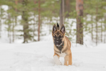 East siberian laika puppy is walking in snowy forest