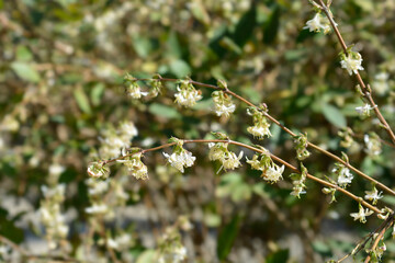 Winter flowering honeysuckle