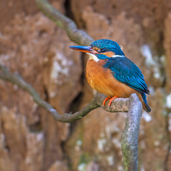 Eisvogel (Alcedo atthis) Weibchen