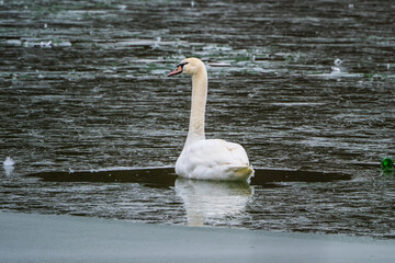 Swan sitting in puddle on ice of frozen lake