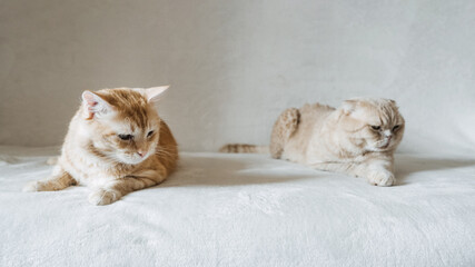 Introducing Two Cats. Adopt a Second Cat. Adding a second cat to your household. Peaceful multi-cat home companions, playmates.