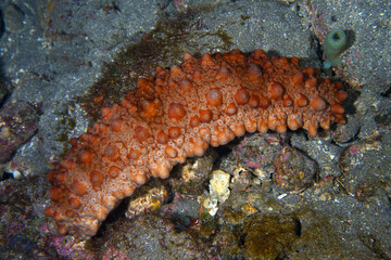 ナマコの一種