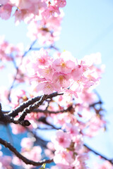 さくら サクラ 桜 淡い 美しい 花見 満開 きれい 優美 可憐 入学 新生活